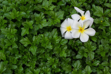 White frangipani flower on green leaf background. 