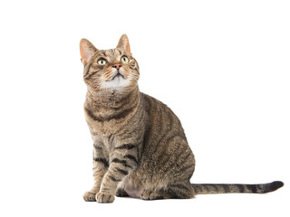 Cute tabby cat looking upwards isolated at a white background