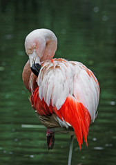 Pink flamingo close up