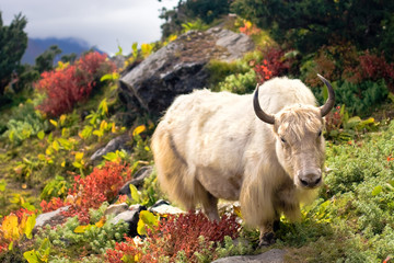 Beautiful Yak in Himalayas