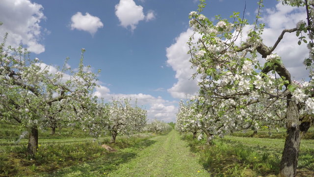 blossoming apple trees  in industrial orchard garden. Timelapse 4K 