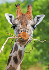 Naklejka premium Giraffe portrait
