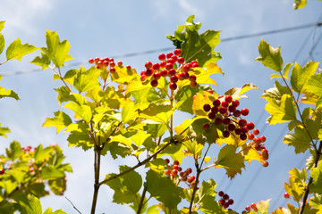 Obraz premium Red Viburnum berries in the tree
