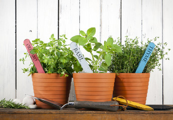 potted oregano, basil and thyme