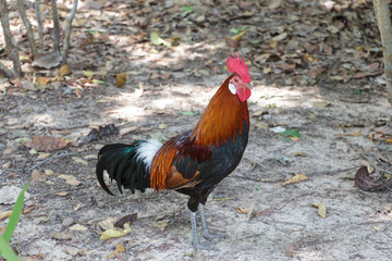 Thai bantam walking in the forest.