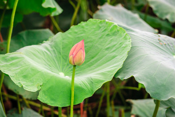 Lotus flower