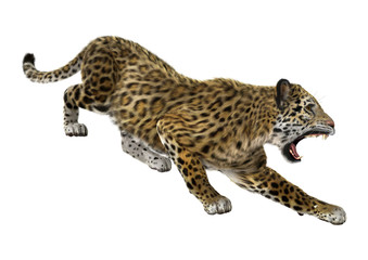 Big Cat Jaguar