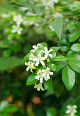 Orange Jessamine, Satin-wood, Cosmetic Bark Tree