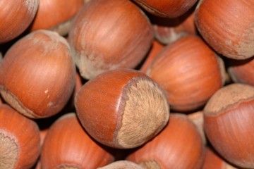 Ripe tasty useful hazelnut walnut grove useful for diet