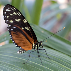 Hercale's Longwing Butterfly, Hercale Longwing butterfly on a leaf.