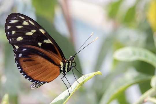 Hercale's Longwing Butterfly, Hercale Longwing butterfly on a leaf.