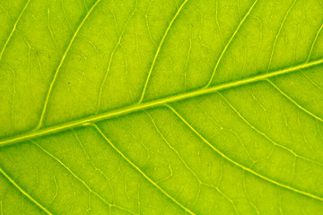 Obraz na płótnie Canvas Green leaf background texture.