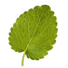  Lemon melissa leaf