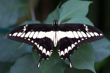 Giant Swallowtail butterfly on a leaf with a dark background.