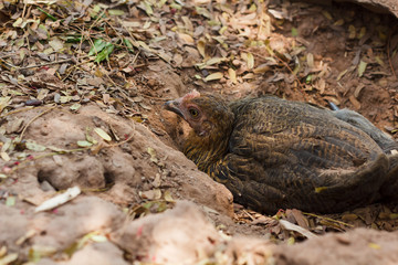 Hen in a farmyard.