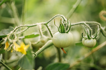 green tomatoes on a branch