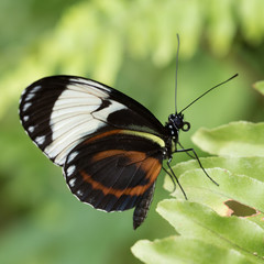 Fototapeta na wymiar Heliconius Cydno Butterfly on a leaf with a green foliage background.