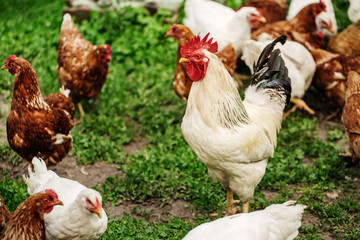 Rooster on traditional free range poultry farm