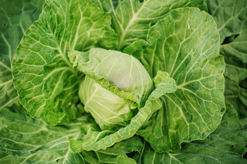green cabbage in the garden
