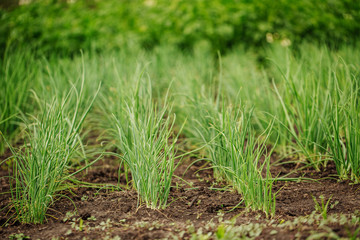 leaves of onions in the garden