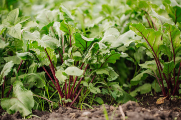beet leaves in the garden