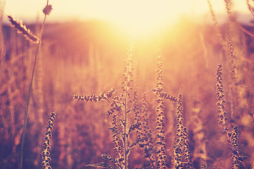 Meadow in the sunset golden light, meditative background