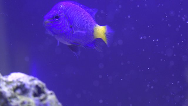 Paracanthurus hepatus