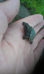 Obraz premium Черепаха на руке