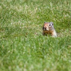 Naklejka na ściany i meble Ground Squirrel. An inquisitive ground squirrel at the entrance to his burrow on a grassy bank on a sunny day.