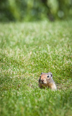 Ground Squirrel. An inquisitive ground squirrel at the entrance to his burrow on a grassy bank on a sunny day.