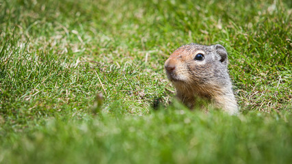 Naklejka na ściany i meble Ground Squirrel. An inquisitive ground squirrel at the entrance to his burrow on a grassy bank on a sunny day.