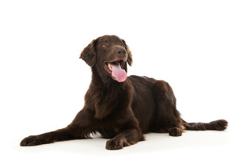 Flat Coated Retriever
