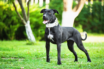 American Pit Bull 