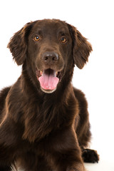 Flat Coated Retriever