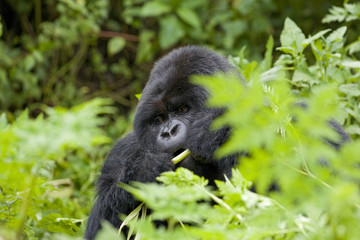 Berggorilla bei der Nahrungsaufnahme