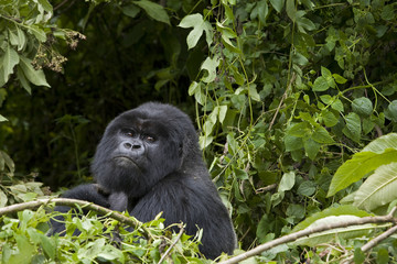 Berggorilla