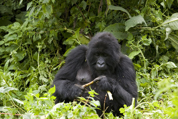 Berggorilla