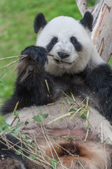 Panda eating Bamboo leave