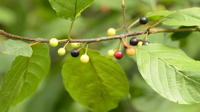 Faulbaum, Frangula alnus, mit Beeren