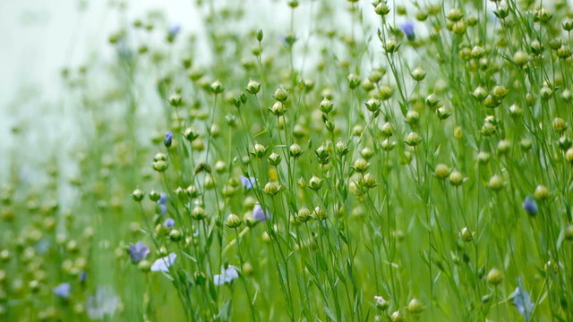 Field of purple plants at the countryside