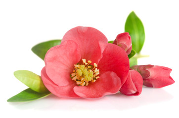 Fototapeta na wymiar beautiful pink flower with buds on white background