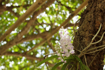 Orchids on trees