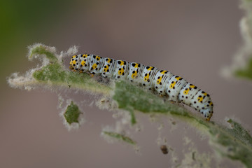 mullein moth caterpillar,