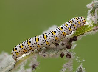 mullein moth caterpillar,
