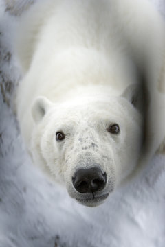 Eisb&auml;r