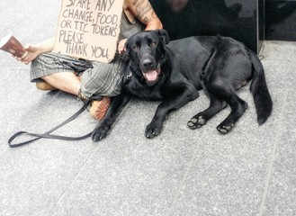 Young man money .beggar with black dog on posh Toronto street