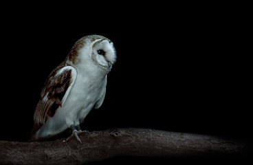 Barn Owl