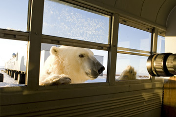 Eisbär