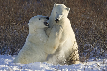Kämpfende Eisbären