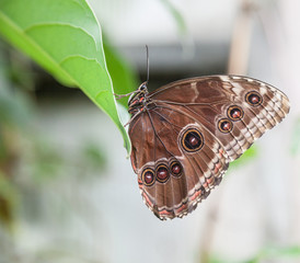 Butterfly with wings closed